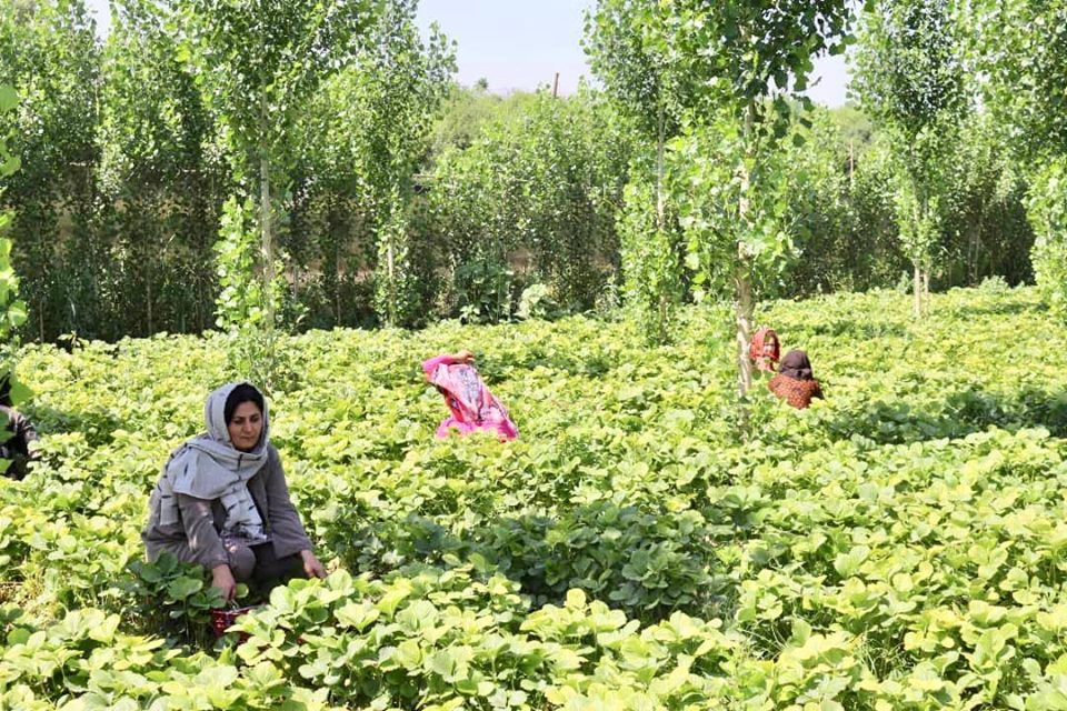 خودکفایی زنان، در خانواده‌ها شادمانی می‌آفریند