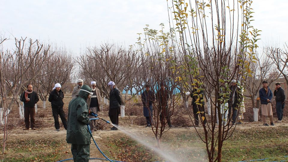  کمپین زمستانی مجادله با امراض و آفات نباتی در شمال آغاز شد