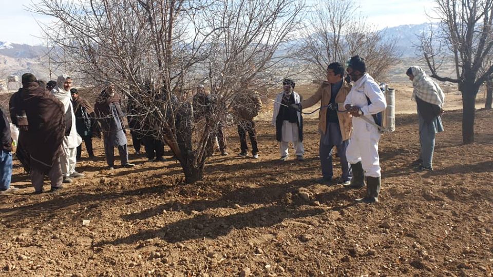  کمپاین زمستانی کنترول آفات نباتی در دایکندی شروع شد