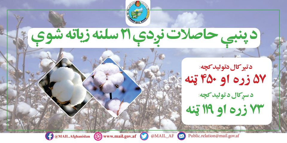 د پنبې حاصلات نږدې ۲۱ سلنه زیاته شوې