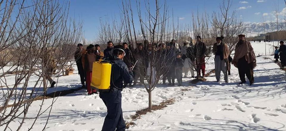 د پکتیا سیدکرم کې د نباتي ناروغیو او افتونو د وقایې روزنیز پروګرام پیل شو