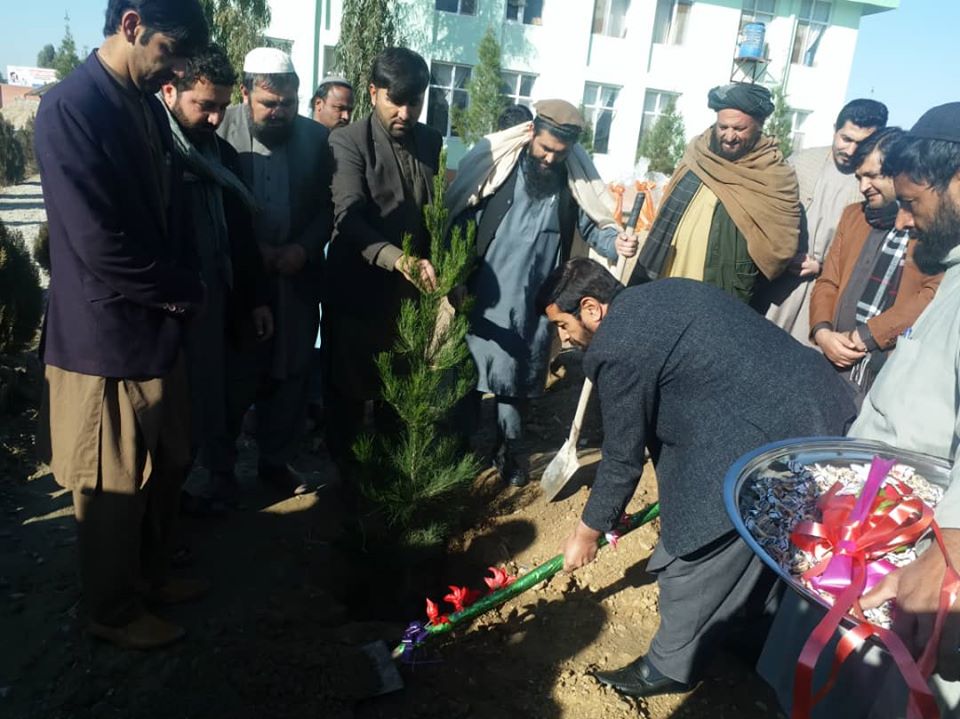 هلمند کې د نیالګیو اېښودو کمپاین رسماً پیل شو