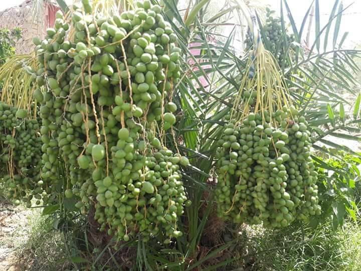 هېواد کې د خُرما ونو دودېدل