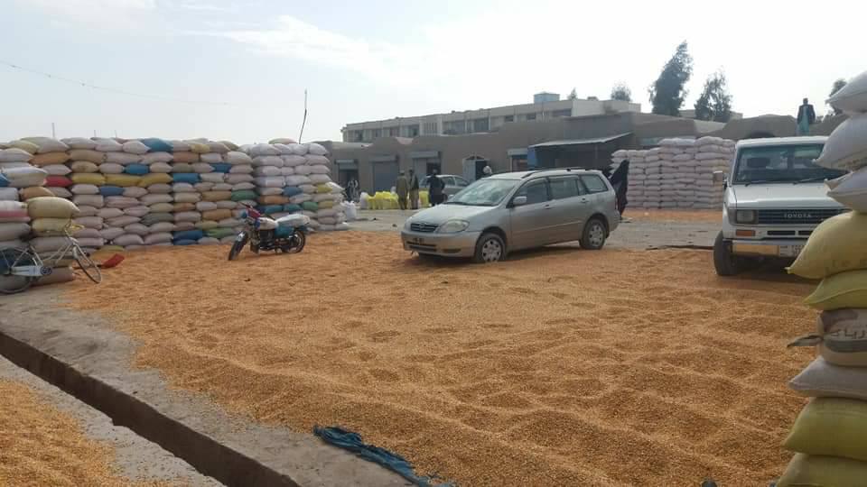 هلمند کې د جوارو حاصلات ډېر شوي
