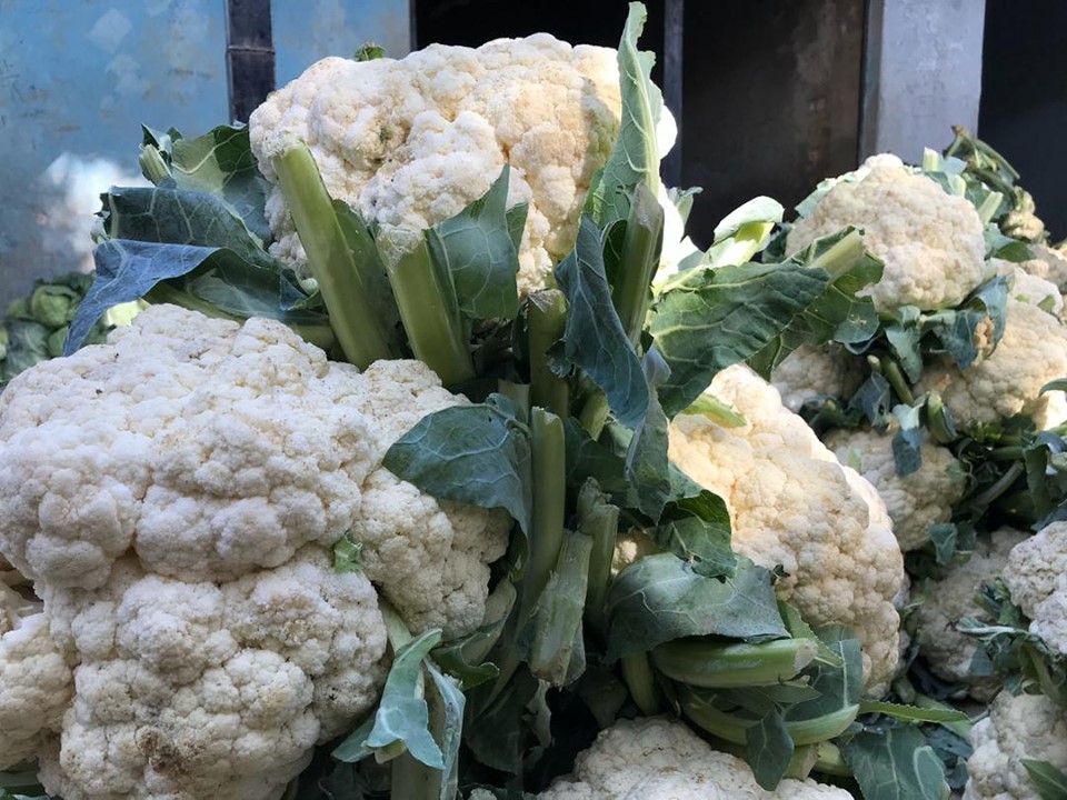 ختیځ کې د ګلپيو د کرکېلې ښې پایلې