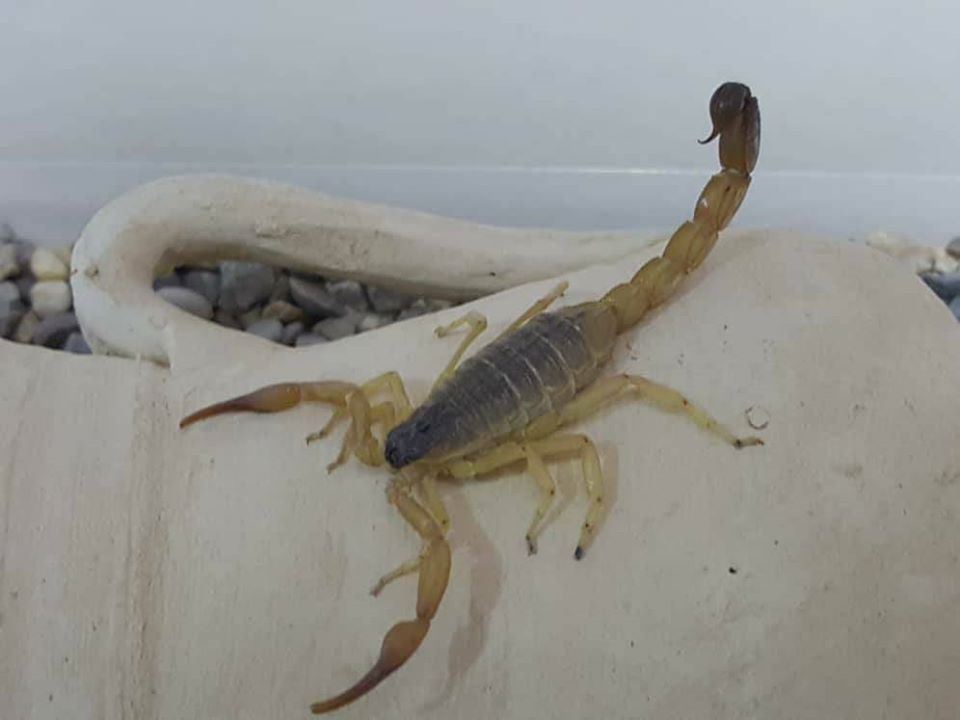 د زهرو سوداګري؛ هېواد کې د لړمانو روزنې فارمونه جوړ شوي