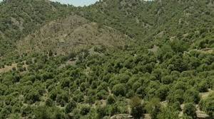 سوېل ختیځ زون کې اته زره او ۱۰۰ هکټاره طبیعي ځنګلونه رغول شوي