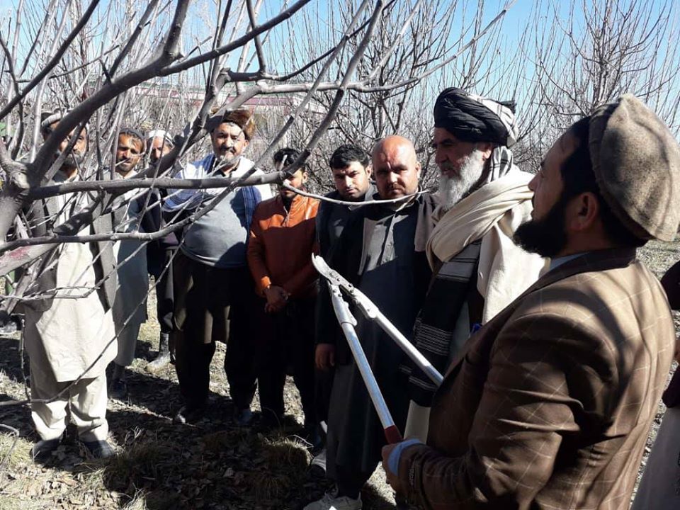 پکتیا کې یوشمېر بڼوال د ونو څانګه پرېکول زده کړل