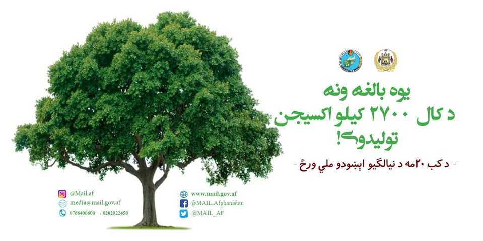 یوه بالغه ونه د کال ۲۷۰۰ کیلو اکسیجن تولیدوي!