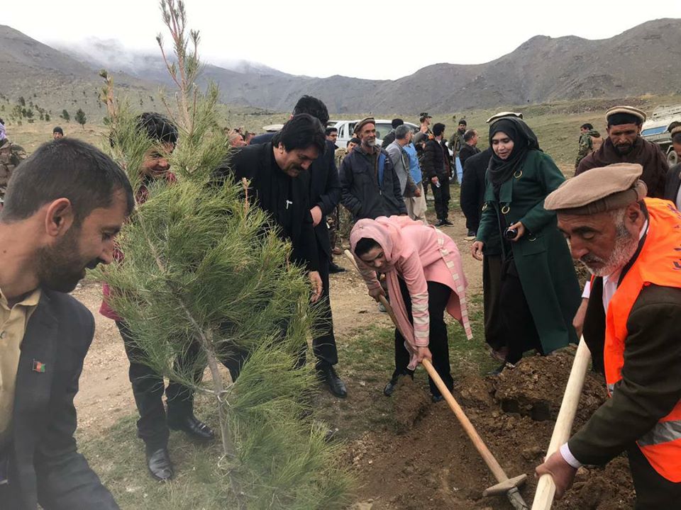 ۲۲هزار نهال در پروان آماده غرس است