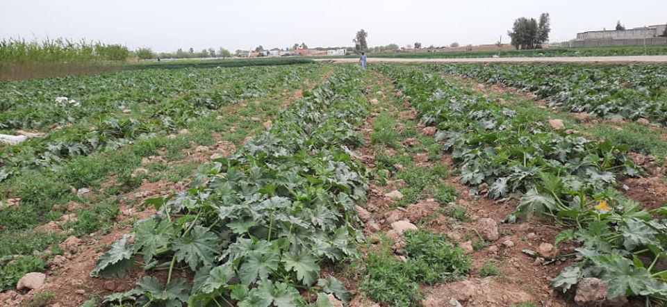 سبو کرکېلي ته د هلمندي کروندګرو لېوالتیا زیاته شوې