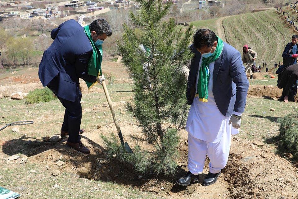 د نیالګیو کېنولو ملي کمپاین د هېواد د سمسورتیا پېلامه