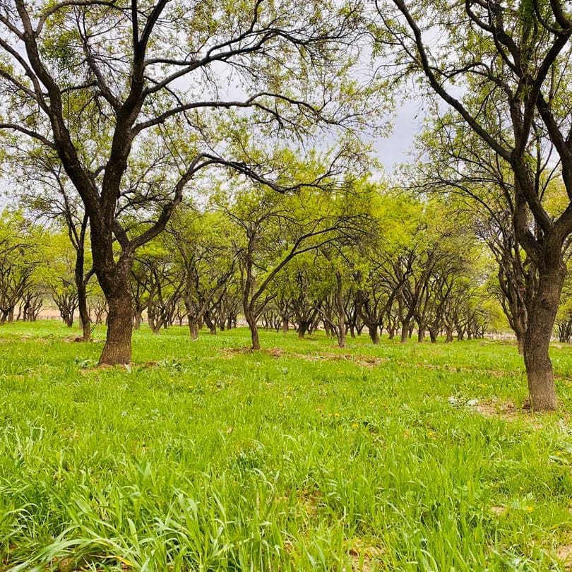 طبیعت سمنگان و گل‌های بهاری برای حاصلات بیشتر لبخند می‌زند