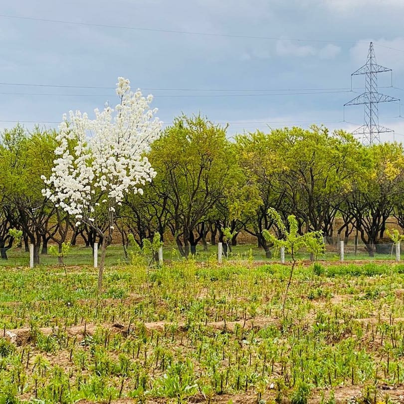 طبیعت سمنگان و گل‌های بهاری برای حاصلات بیشتر لبخند می‌زند