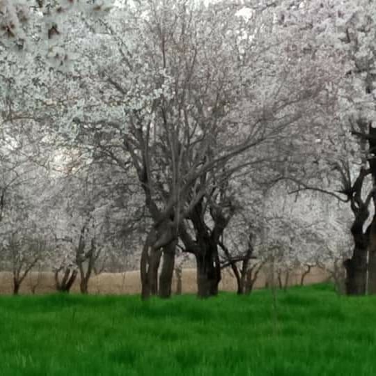 طبیعت سمنگان و گل‌های بهاری برای حاصلات بیشتر لبخند می‌زند