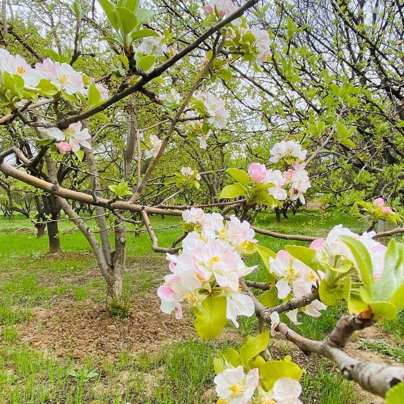 طبیعت سمنگان و گل‌های بهاری برای حاصلات بیشتر لبخند می‌زند