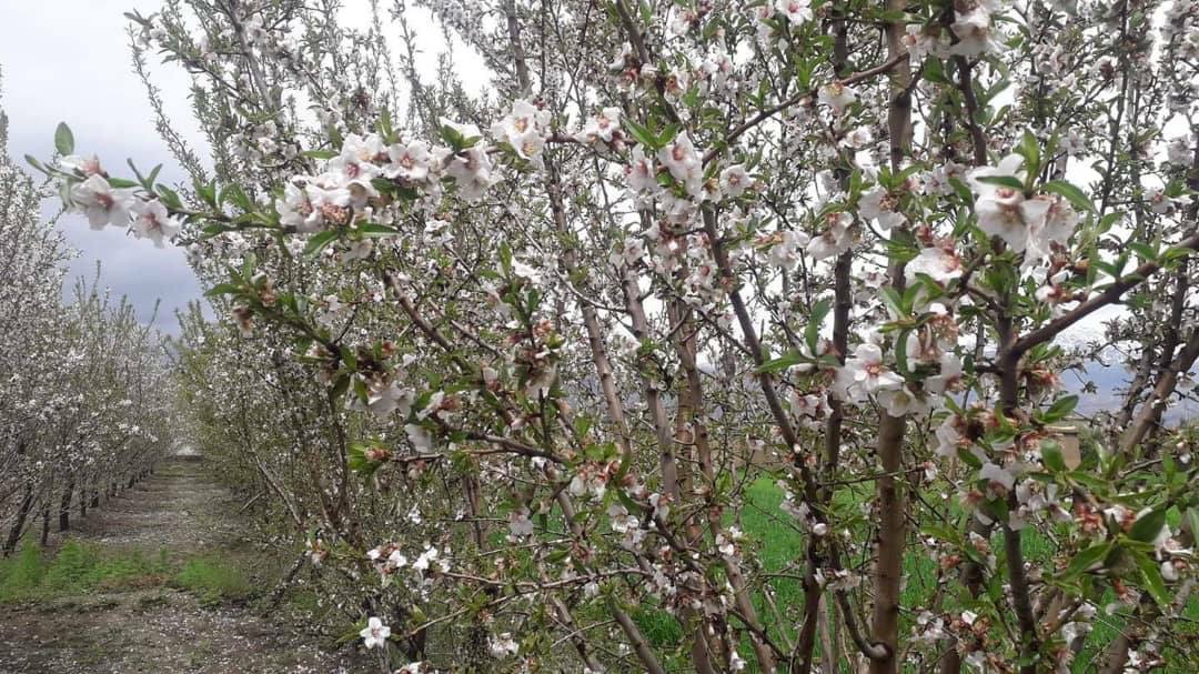 شگوفه‌های بهاری در کاپیسا!