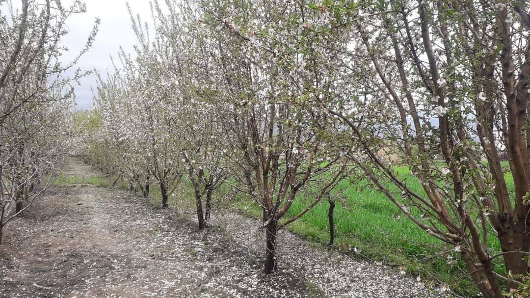 شگوفه‌های بهاری در کاپیسا!