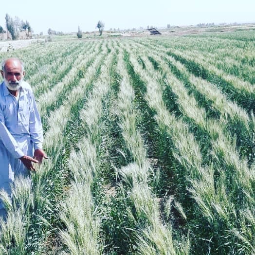 قطعات نمایشی گندم در نیمروز!
