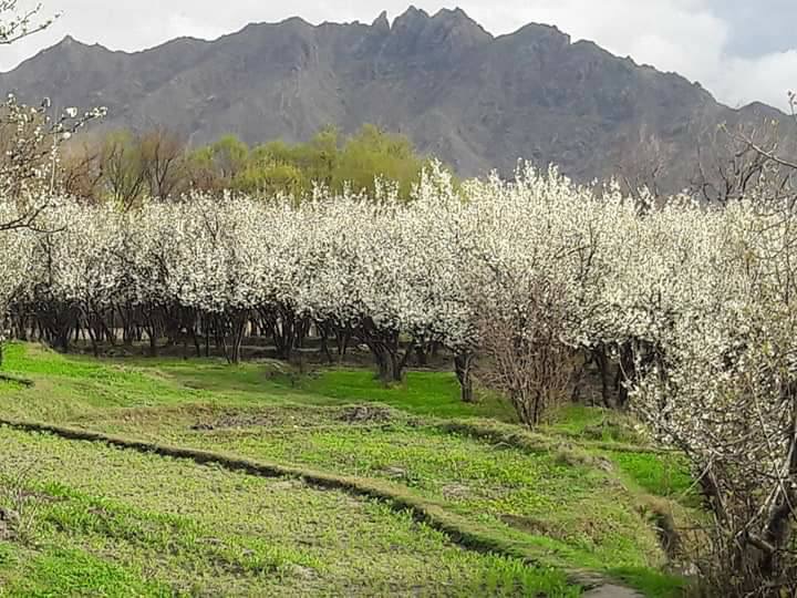 شگوفه‌های بهاری در کاپیسا!