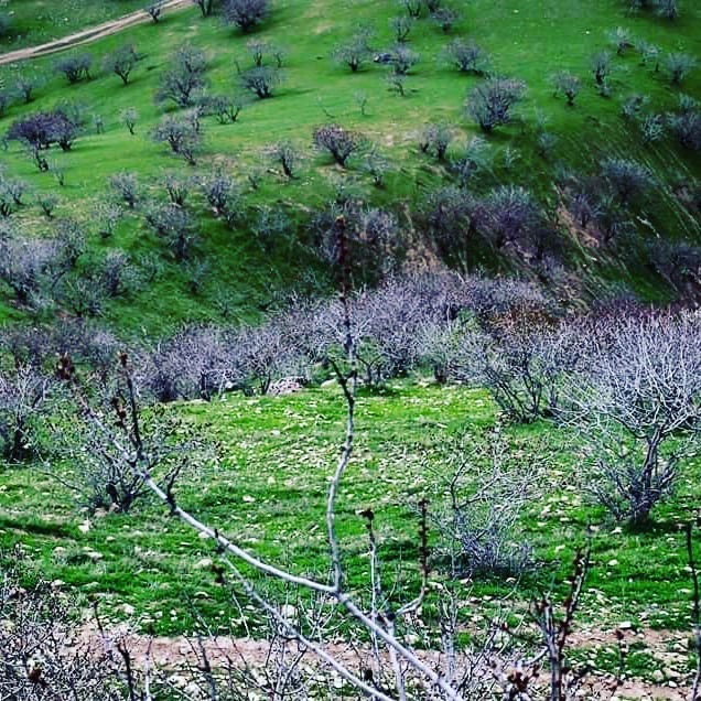 آلبوم بهاری از جنگلات طبیعی پسته بادغیس!