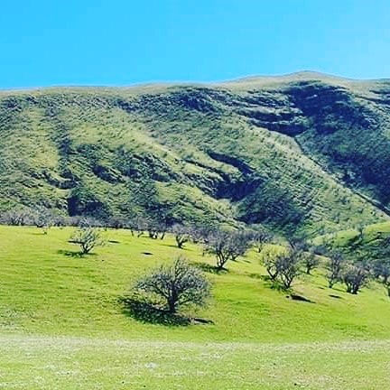 آلبوم بهاری از جنگلات طبیعی پسته بادغیس!