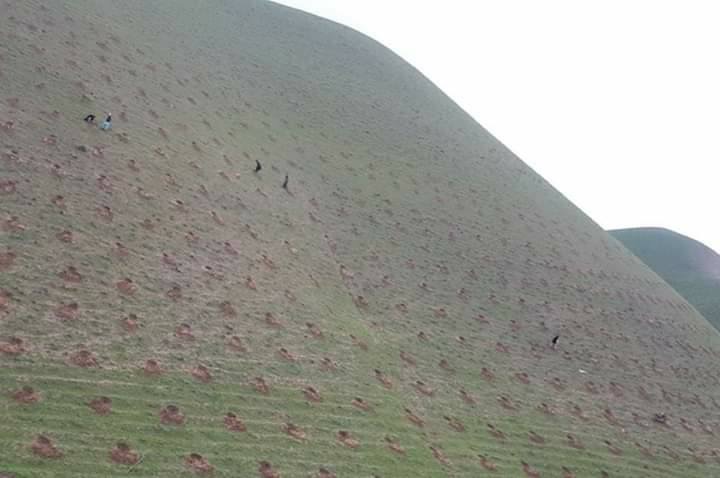 وزارت زراعت در بادغیس ۷۵۰ جریب باغ جدید ایجاد کرد