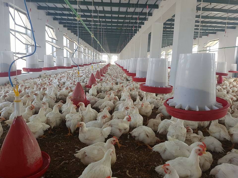 کندهار کې د چرګانو روزنې سکټور په پراخېدو ده