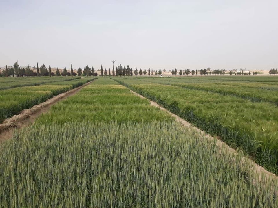 هلمند ولایت، بولان څیړنیز فارم!