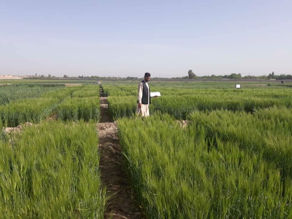 هلمند ولایت، بولان څیړنیز فارم!