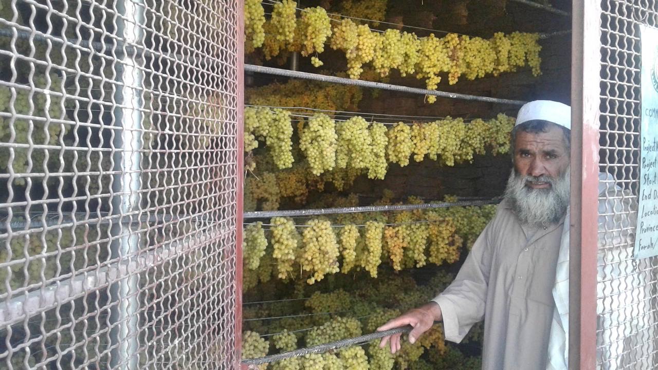 ۱۰ کشمش‌خانه در فراه ساخته شد