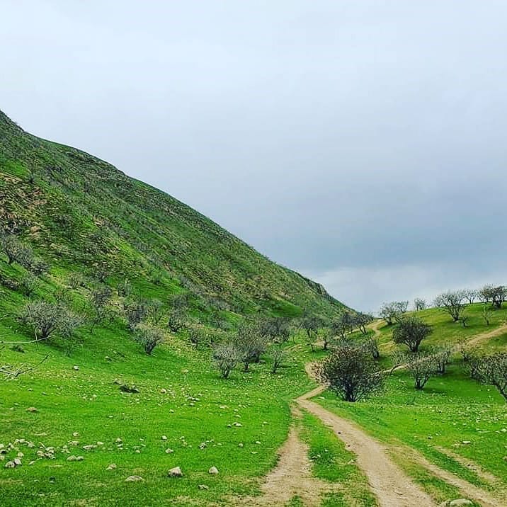 آلبوم بهاری از جنگلات طبیعی پسته بادغیس!