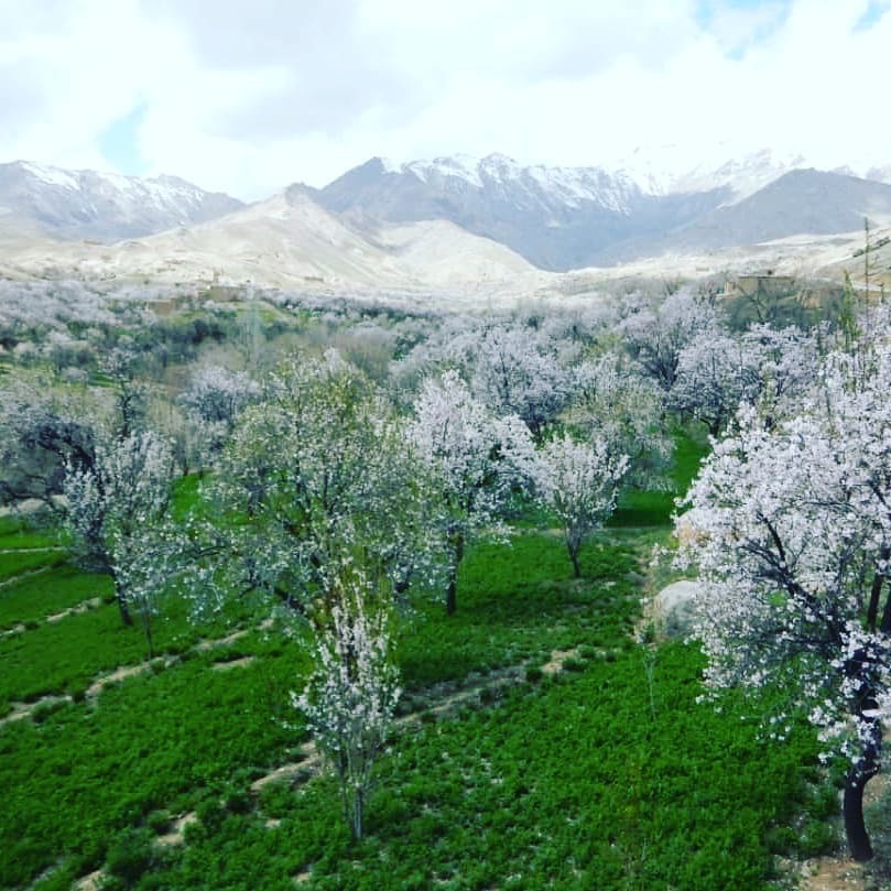 فصل گُل بادام در دایکندی!