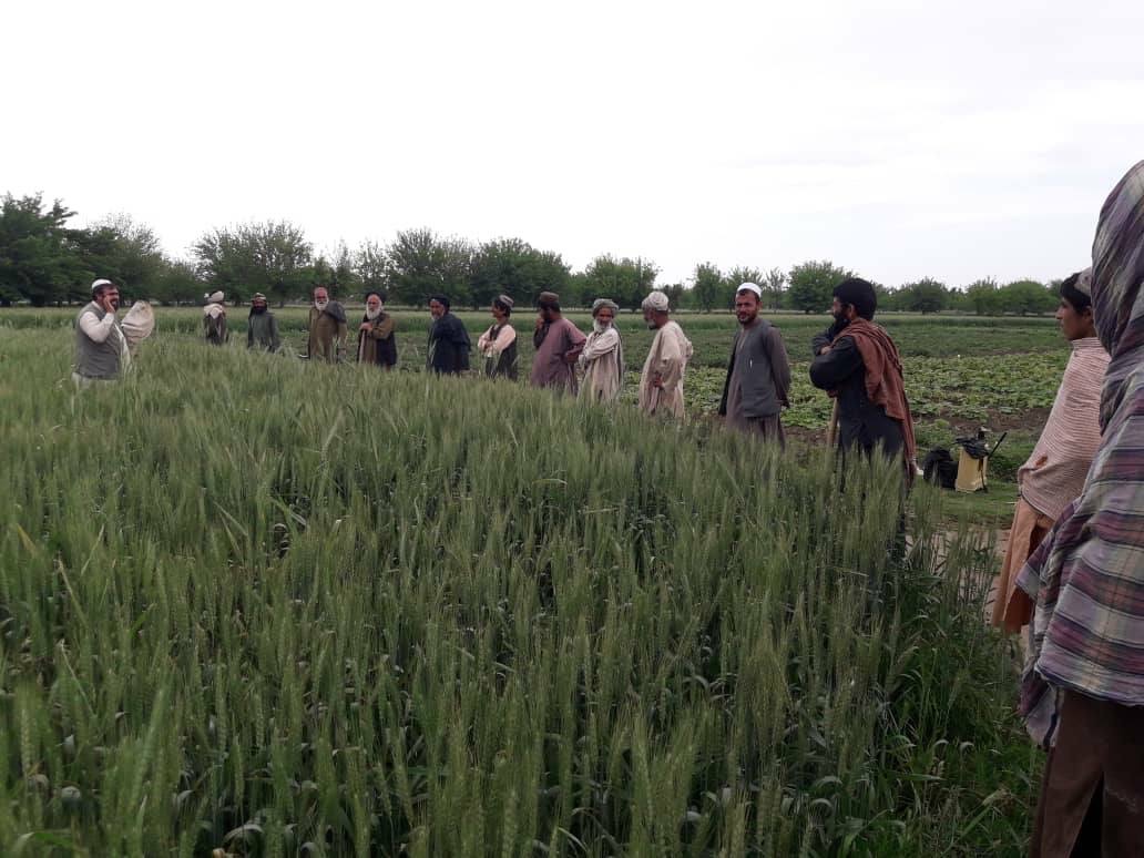 هلمند کې بزگرانو ته د غنمو د ناروغيو په هکله عامه پوهاوي ورکول کيږي