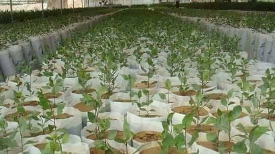 کندهار کې د پستې څه باندې درې زره جریبه بڼونه جوړ شوي دي