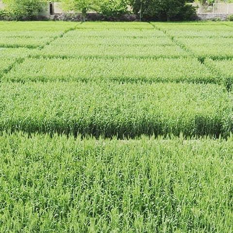 نمایی از تجارب گندم در فارم تحقیقات زراعتی دهدادی!