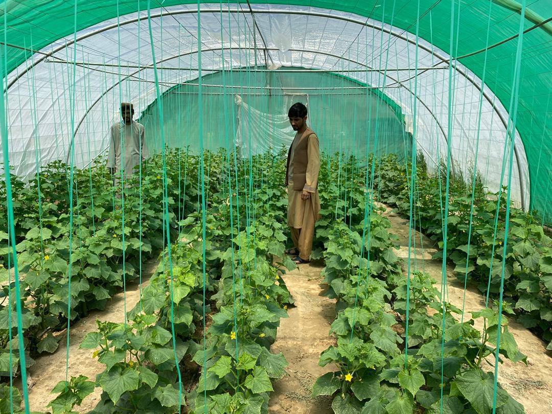 کندهار کې سږ ۳۷ سوداګریزې شنې خونې رغول شوي دي