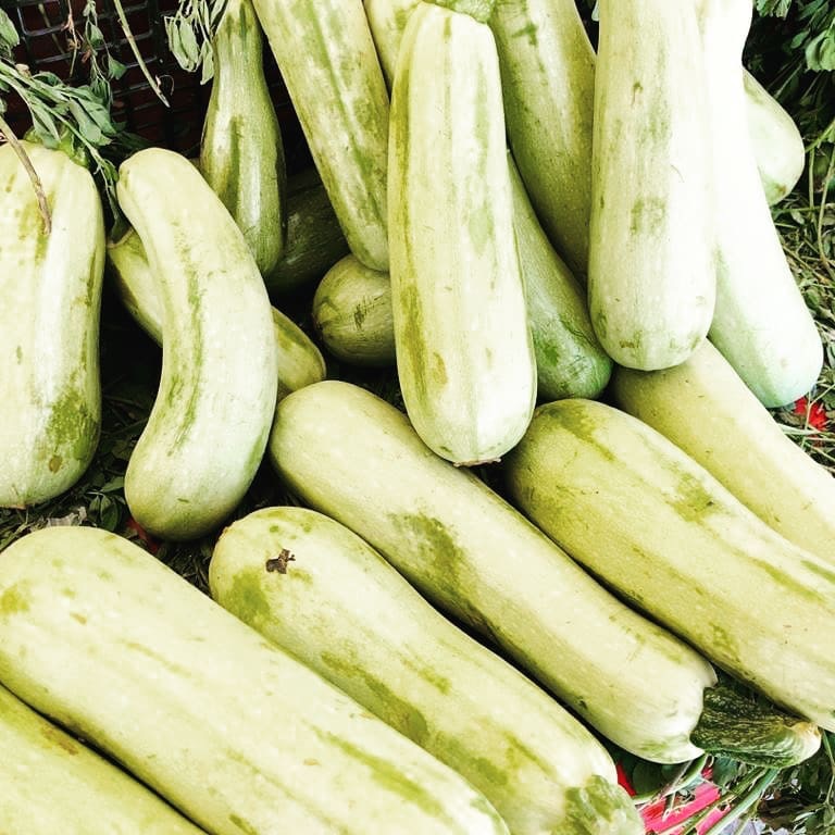 آلبوم تصویری از کدوگک‌های بلخ!