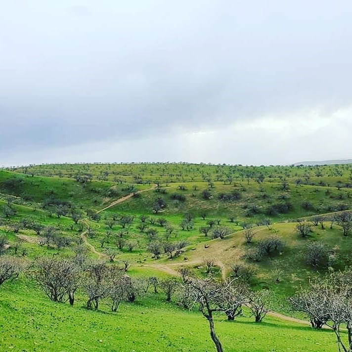 آلبوم بهاری از جنگلات طبیعی پسته بادغیس!
