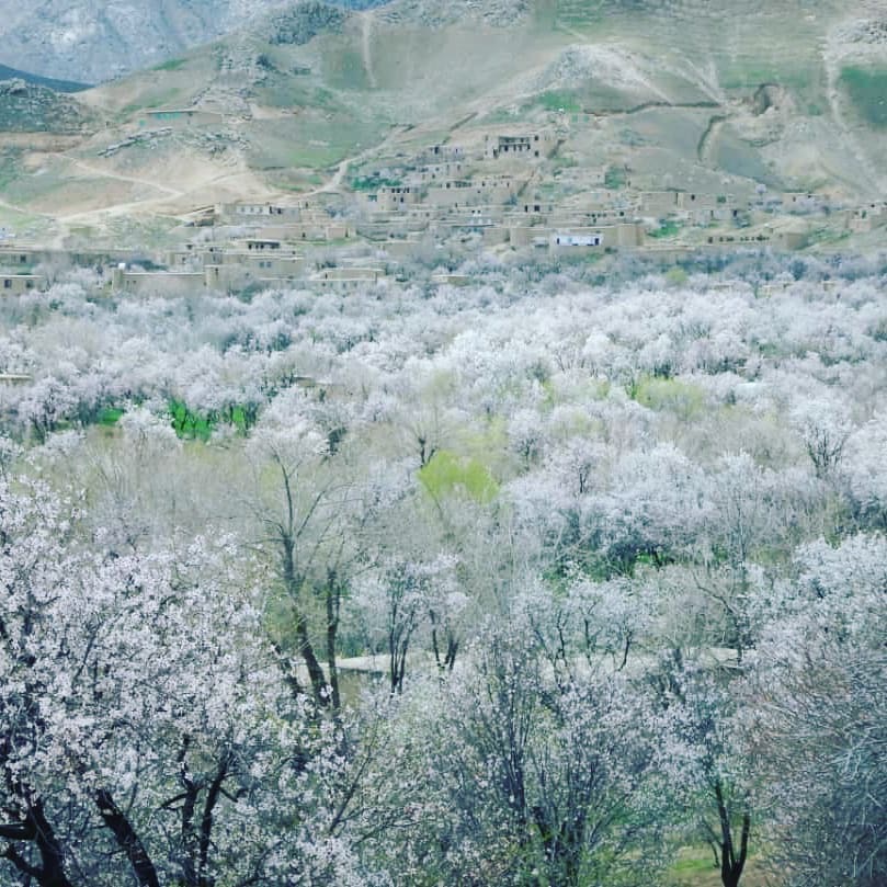 فصل گُل بادام در دایکندی!