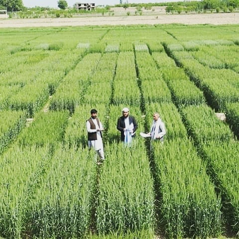نمایی از تجارب گندم در فارم تحقیقات زراعتی دهدادی!