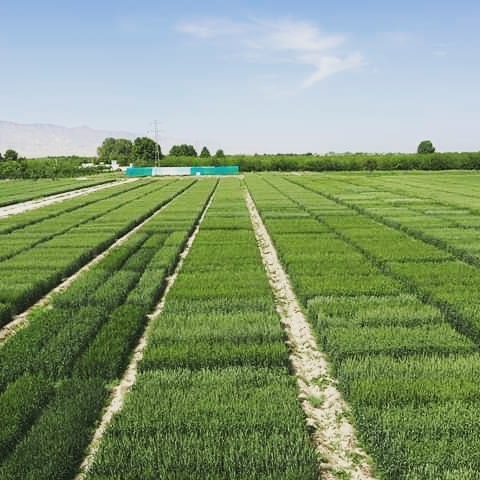 نمایی از تجارب گندم در فارم تحقیقات زراعتی دهدادی!