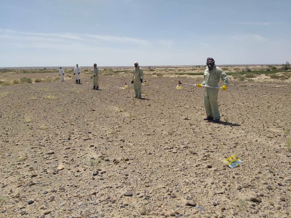 کمپاین مجادله علیه ملخ در ولایت نیمروز آغاز شد