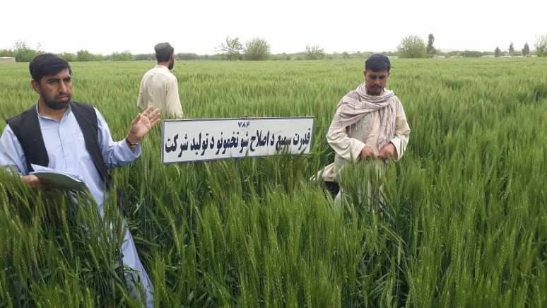 هلمند کې سږکال ۳۲۰۰ مټریک ټنه اصلاح شوي تخمونه تولیدیږي