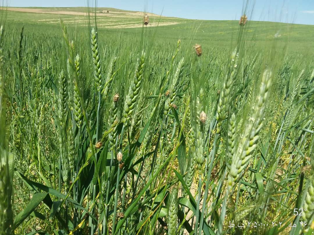 مبارزه با آفت‌ نباتی «کفشک» در بادغیس آغاز شد