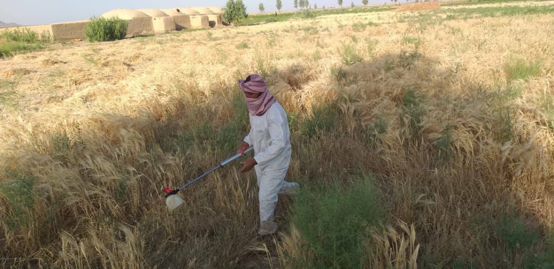 کمپین مجادله علیه ملخ در ولسوالی خاشرود نیمروز آغاز شد