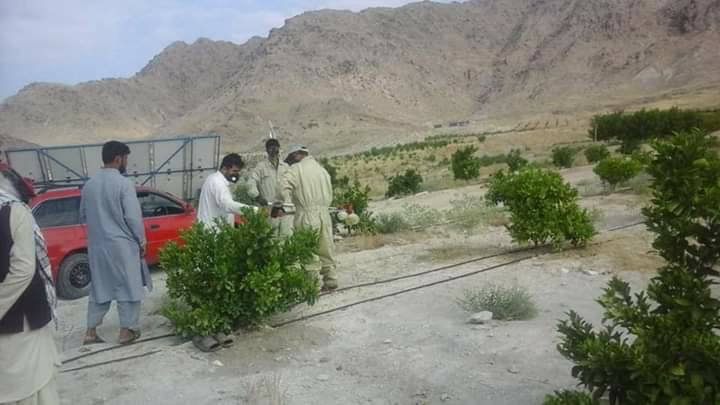 لغمان کې د ملخانو پر وړاندې د مجادلې کمپین پیل شو