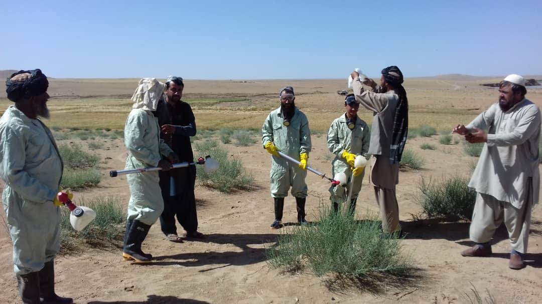 د هلمند د ناوې ولسوالۍ ریګستان سیمه کې  ملخانو سره د مبارزې په پار کمپاین پیل شو