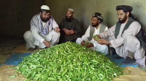 د هلمند د بينډيو حاصلات بازار ته وړاندې شول