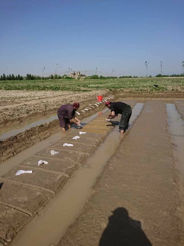 برای نخستین‌بار، امسال تخم مادری شالی در کندز تولید می‌شود